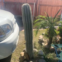 Giant Saguaro Cactus 5ft Tall 
