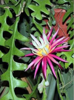 Fishbone epiphyllum