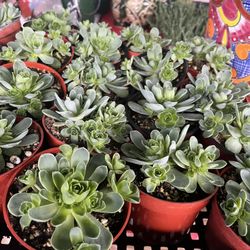 Grenovia In 4” Pots $6 Each 