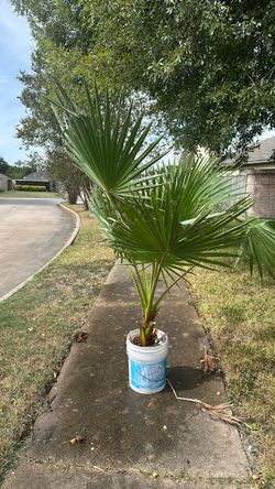 Fan Palm Tree in 5-Gallon Bucket