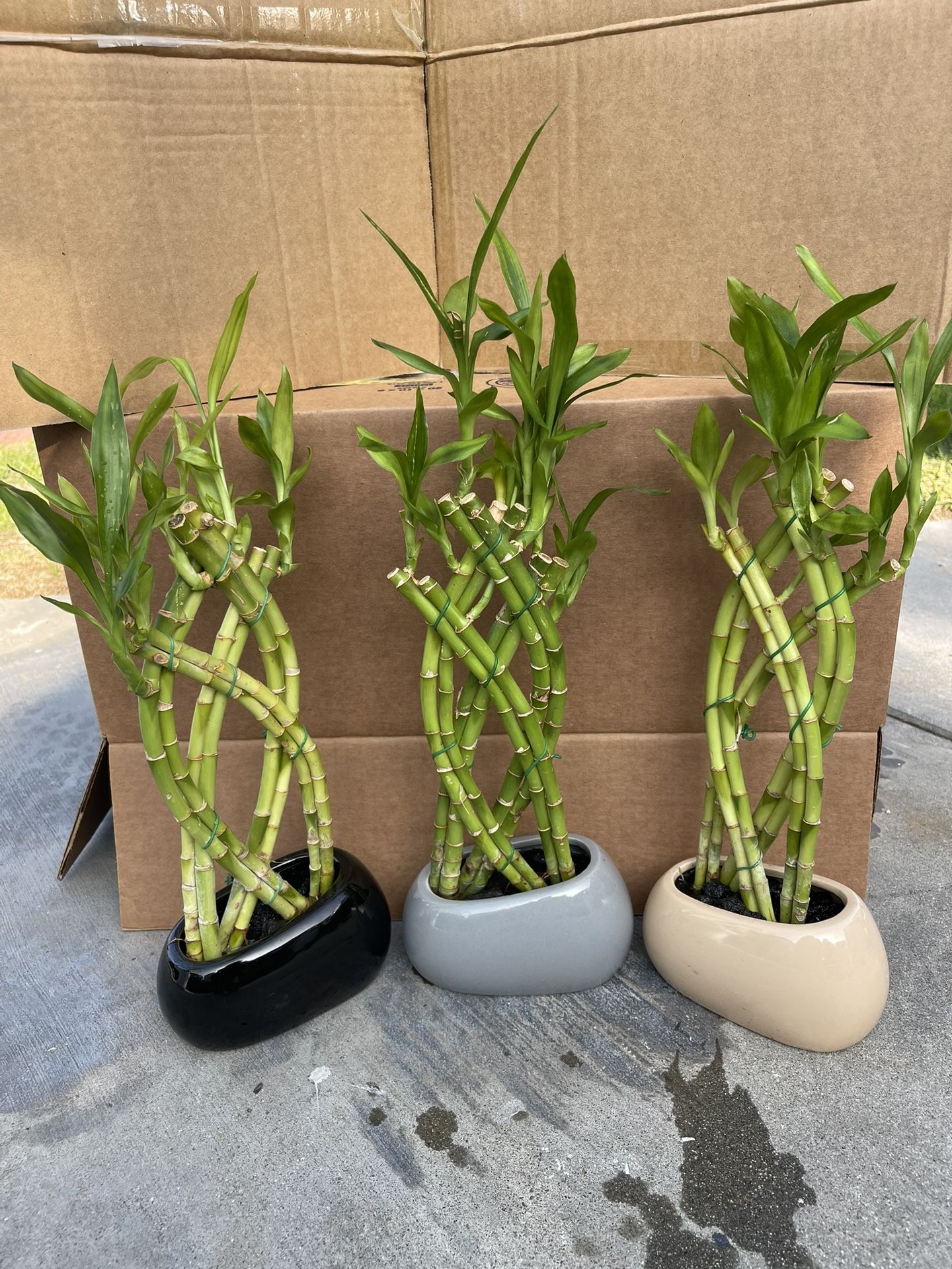 Braided Bamboo Plants-Lucky Plants In Ceramic Vases($10 each )