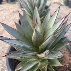Blue Glow Agave