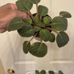 $3 Each | 🔥 CLEARANCE SALE | African Violets | Flowering House Plant | Currently Not In Bloom 