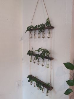 Rooted Monstera Adansonii Clippings