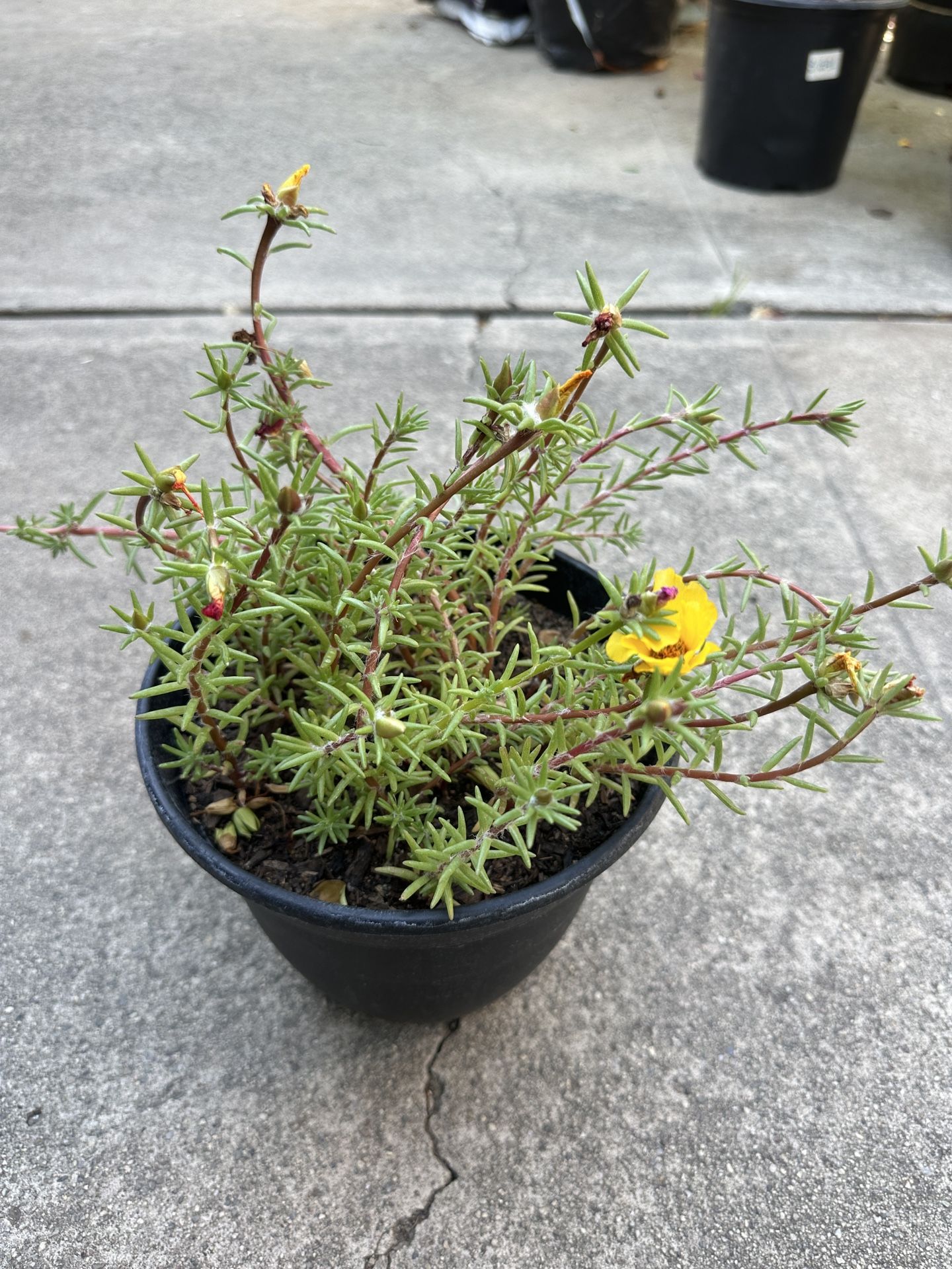 Potted Moss Rose Plant