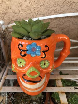 Variegated haworthia