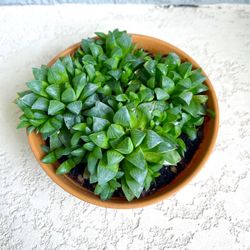 Haworthia Plant 