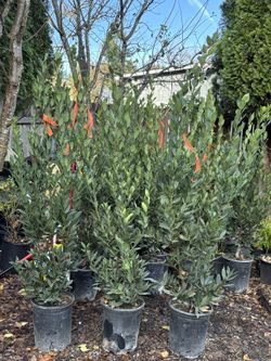 Laurus Nobilis