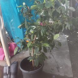 Avocado Tree