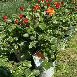 Roses