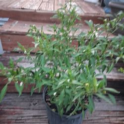 Bird Pepper Plant