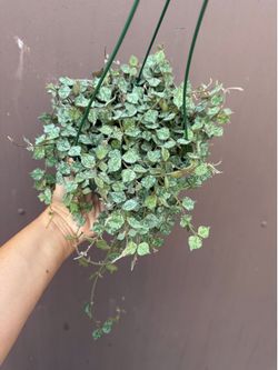 Hoya Curtissi in 6” pot