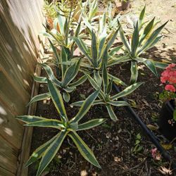 Plant With Pot $10 For Each 