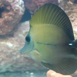 Fake Scopas Tang Decoration