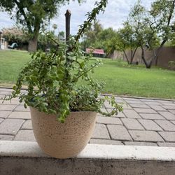 Elephant Plants 
