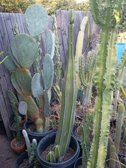 Mexican fence first cactus plant