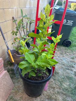 Lemon tree (Eureka)