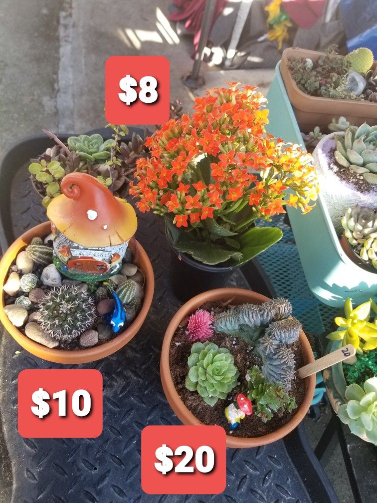 VALENTINES SUCCULENT SALE THIS SATURDAY 2/6 SAN LORENZO