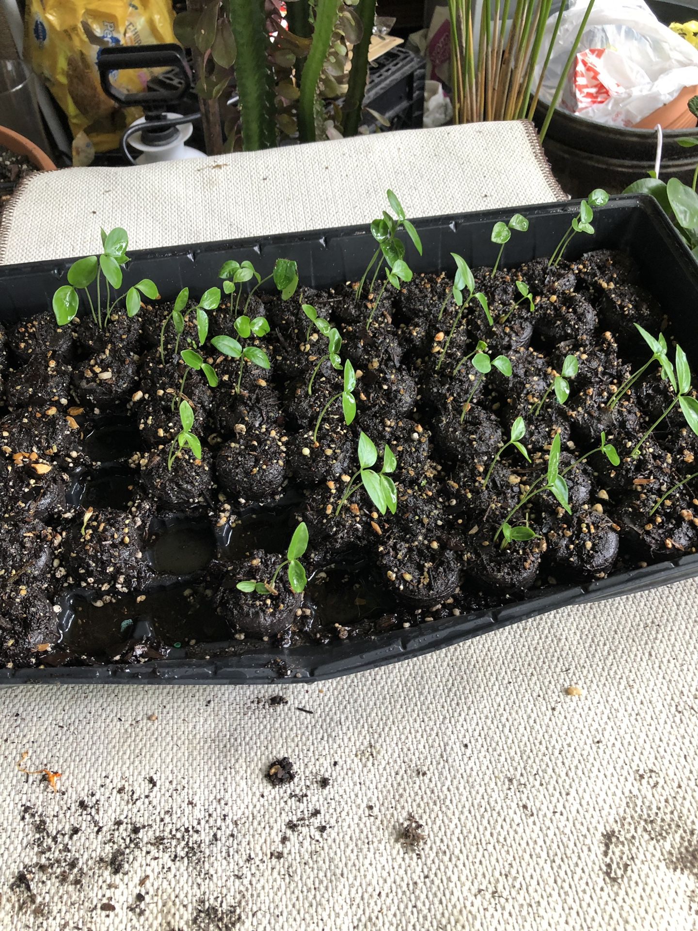 Loroco seed. Semillas de loroco