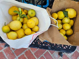 One bag of lemons ( heavily trimmed  lemon tree)  one bag $5 only