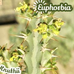 Euphorbia Knuthii plants 🪴🌵🌼