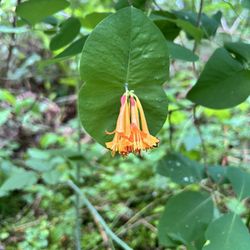 NATIVE PLANTS! Trees And Shrubs
