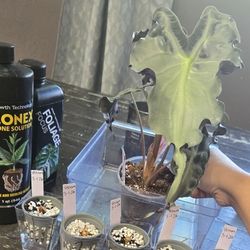 Alocasia Venom Corms