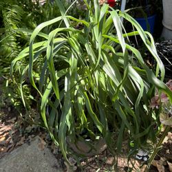 Large Pony Tail Palm