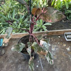 Philodendron Pink Princess plant