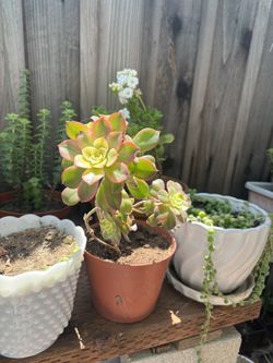 Kiwi Plant