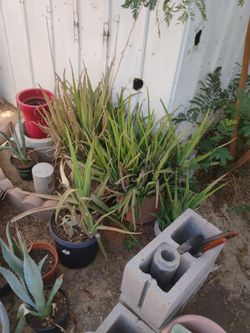aloe vera and pots