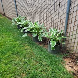 Hostas
