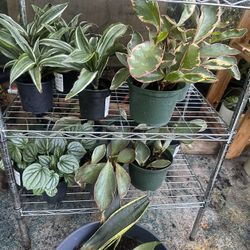 Variety Of Plants Look At Pica And Page 