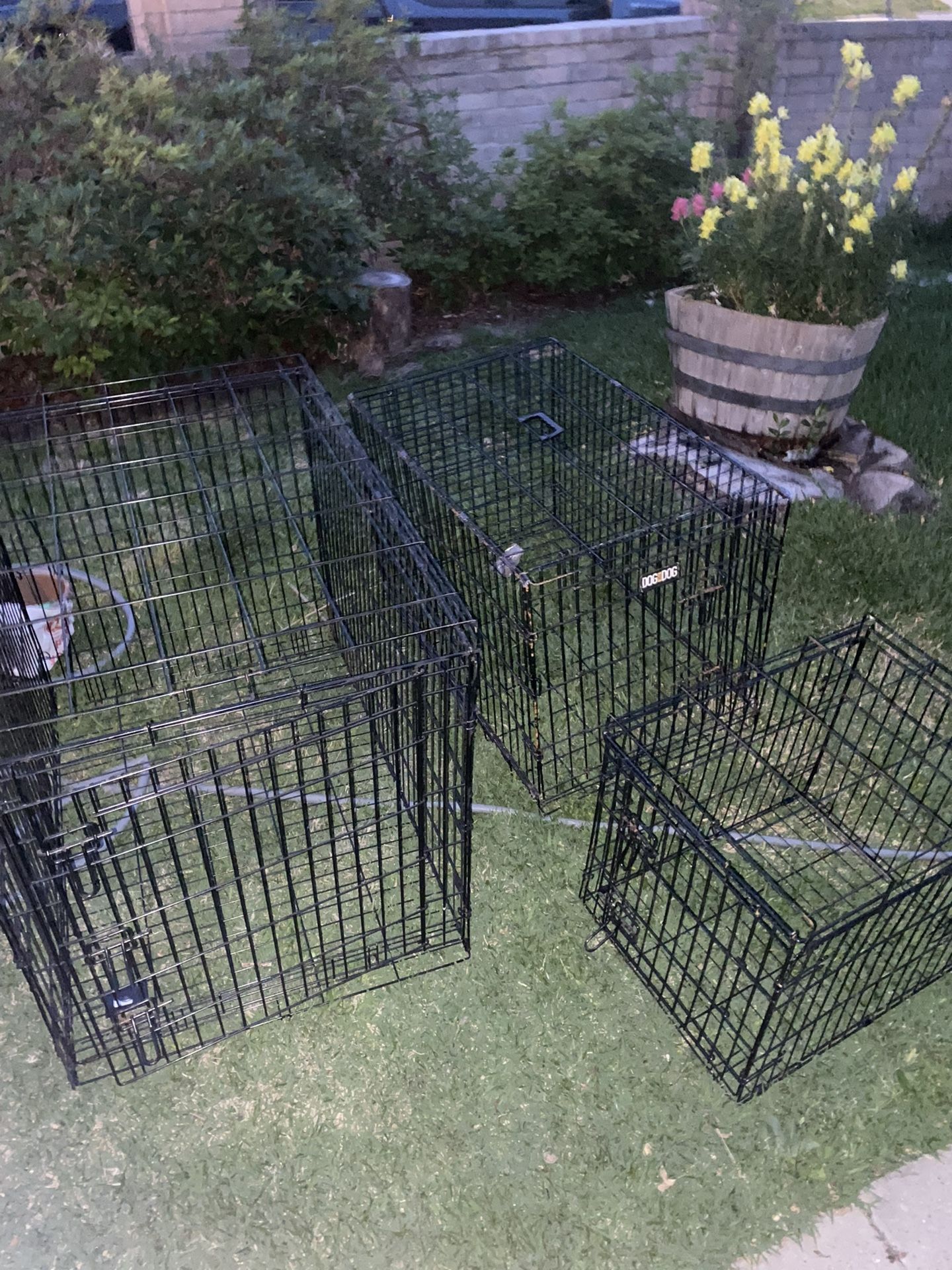 Dog cages 