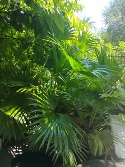 Chinese fan palms 15gl $85