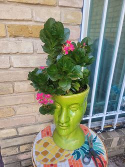 Plants