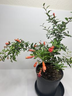 House Plant  Pomegranate Baby Tree (Dwarf)