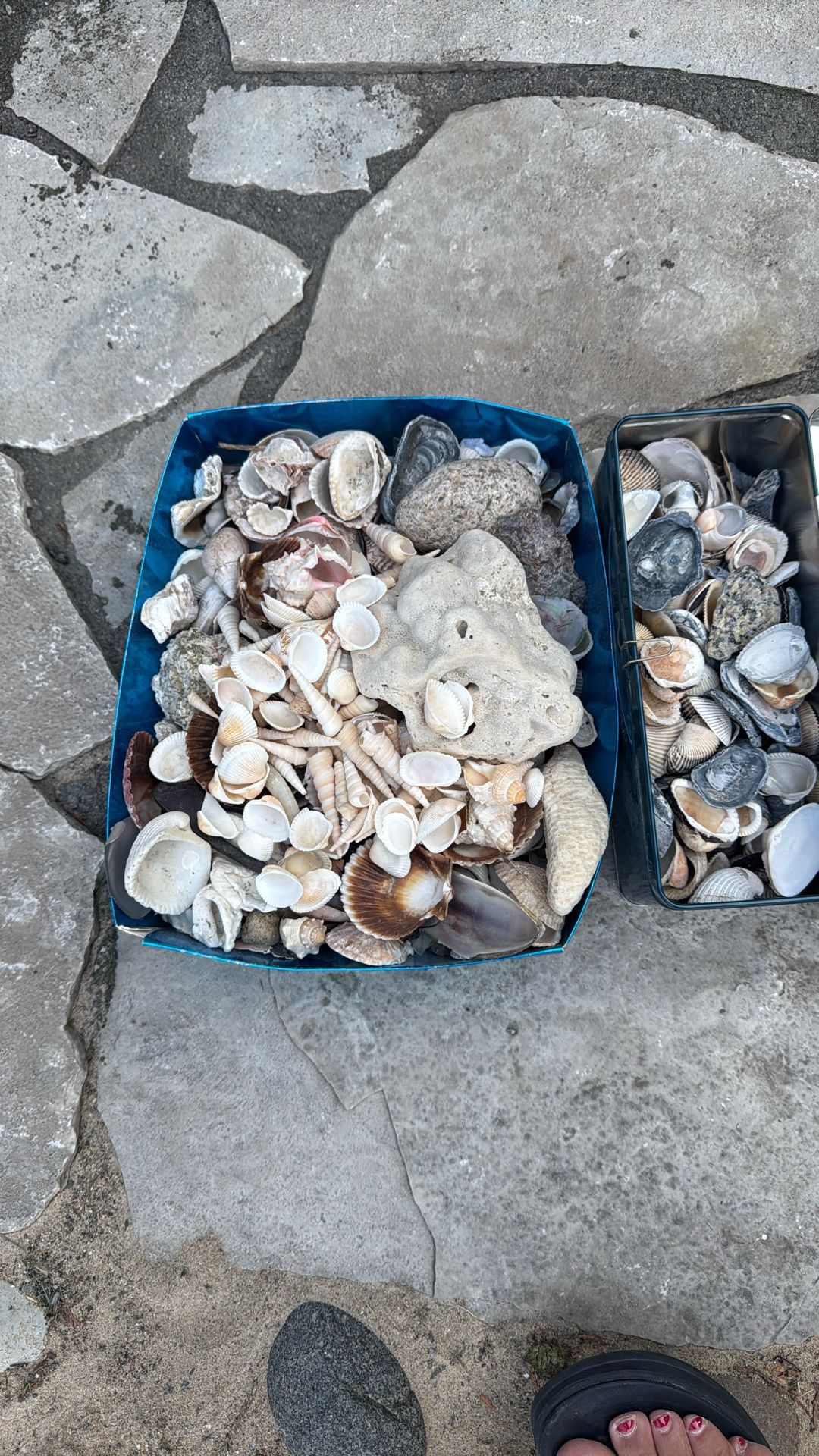 2 Box Of Collection Of Shells From The Sea