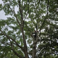 Tree Trimming, Cut 
