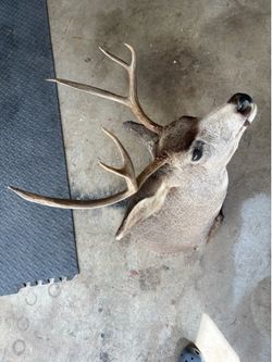 Taxidermy