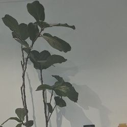 Fiddle Fig Tree Real Live Plant Decor Ebtryway Living Room Office 