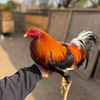 Juanito