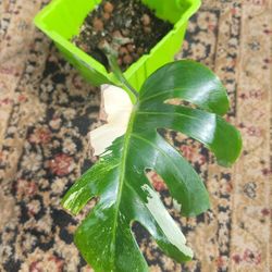 Monstera Albo Two Nodes