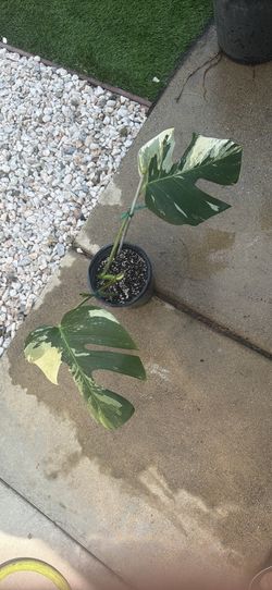 Monstera Mint Jungle Noid