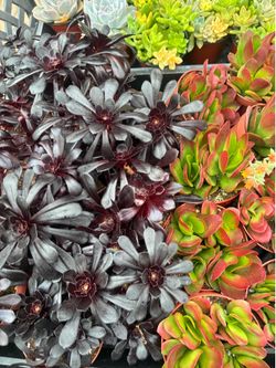 Premium 4 inch Succulents