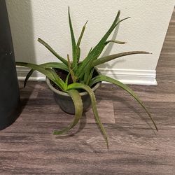 Aloe