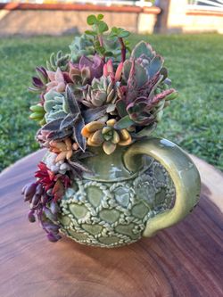 Mother’s Day Succulent arrangement