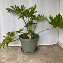 Large Philodendron Selloum ‘Hope’ PLANT