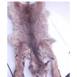 Bobcat Skin 