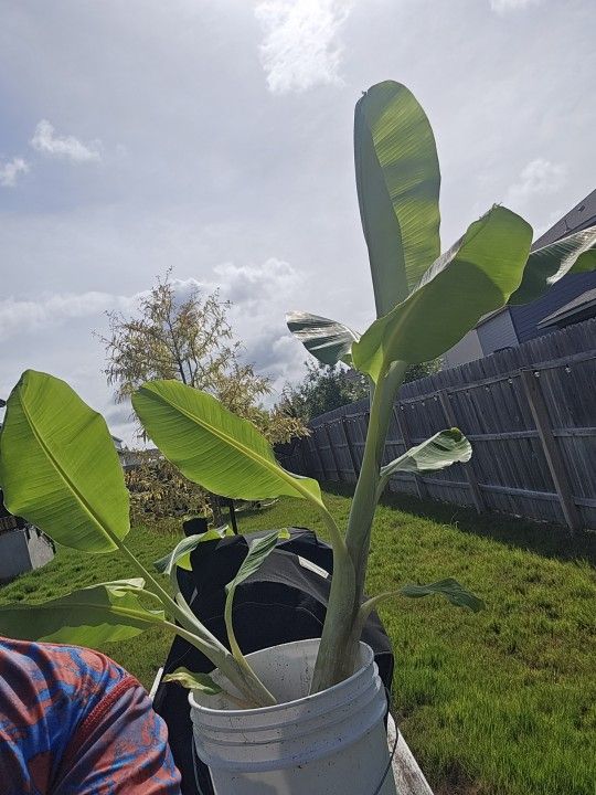Healthy Beautiful SABA Banana Trees